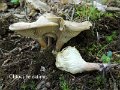 Infundibulicybe catinus-amf439-1